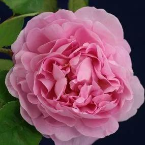Constance Spry Climbing Roses (Rosa Constance Spry) 1